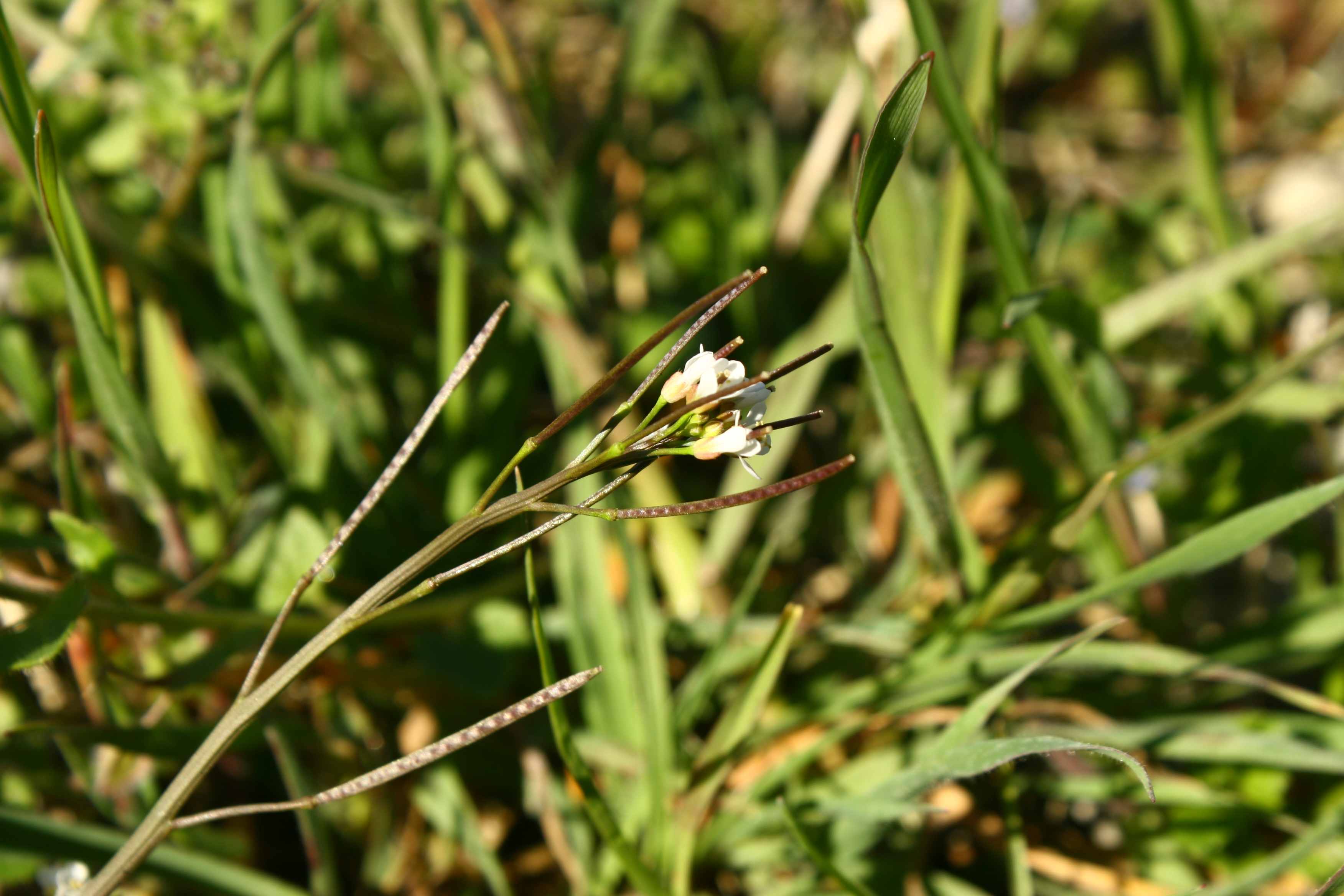 Ravenna : Diplotaxis erucoides